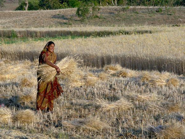 Indian agriculture gets smart – with help from Vi and Nokia